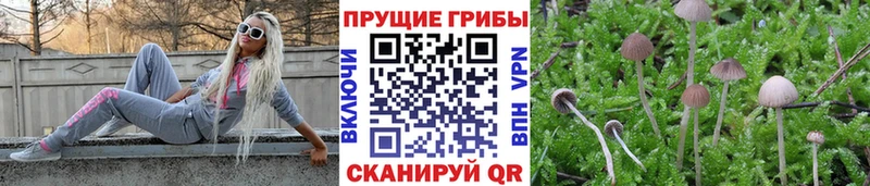 Купить  Кизляр  Галлюциногенные грибы прущие грибы 